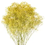 Yellow Tinted Baby's Breath11