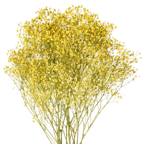 Yellow Tinted Baby's Breath