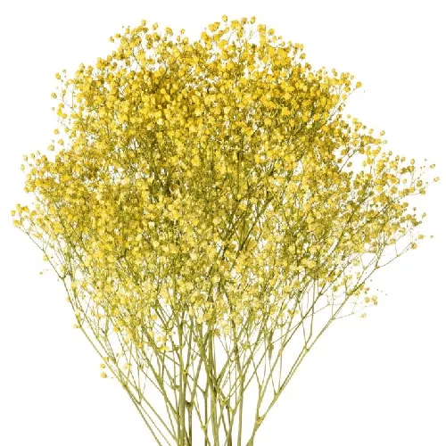 Yellow Tinted Baby's Breath11