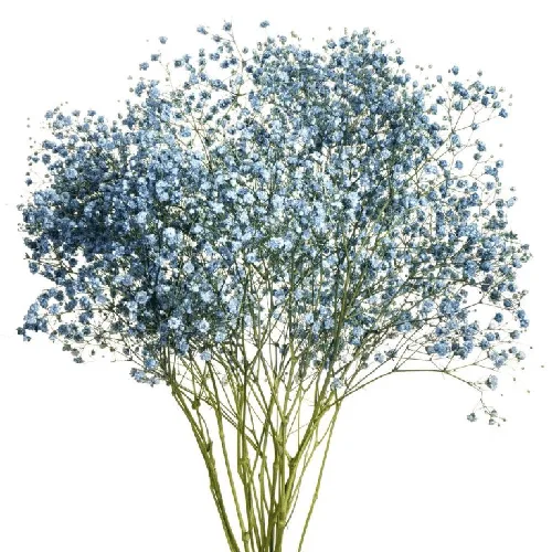 Blue Tinted Baby's Breath11