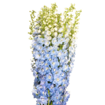 Delphinium – Light Blue - Only Pickup
