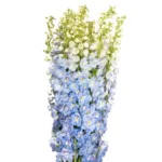 Delphinium – Light Blue11