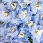 light blue delphinium close