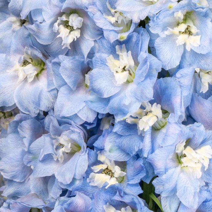 light blue delphinium close