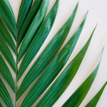 Emerald Palm Greens Only Pickup