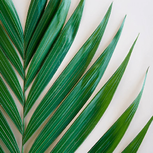 Emerald Palm Greens Only Pickup