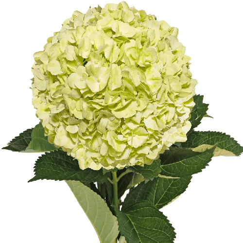 Green Hydrangea - Only Pickup