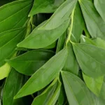 Cocculus11