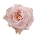 Rose Shimmer1