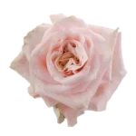 Rose Shimmer11