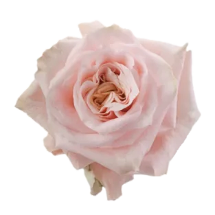 Rose Shimmer11