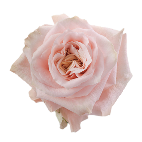Rose Shimmer1