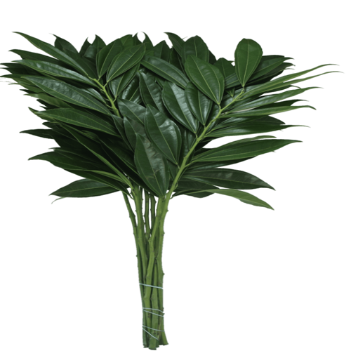 Cocculus1
