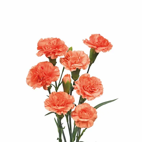 Mini Carnations Orange11