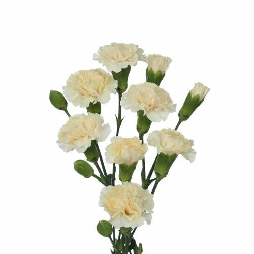 Mini Carnations White1