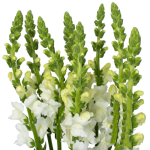 Snapdragon – Only Pickup