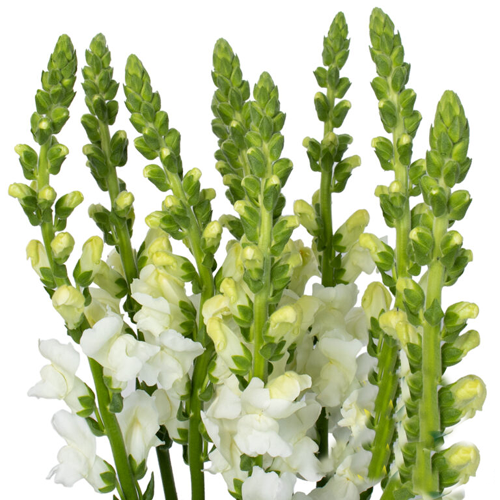 Snapdragon – Only Pickup