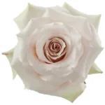Rose Quicksand11