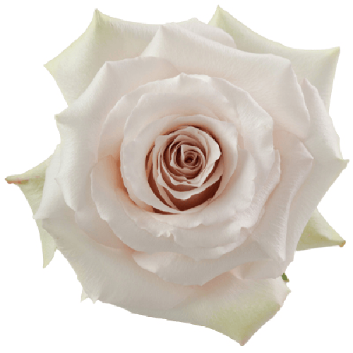 Rose Quicksand1
