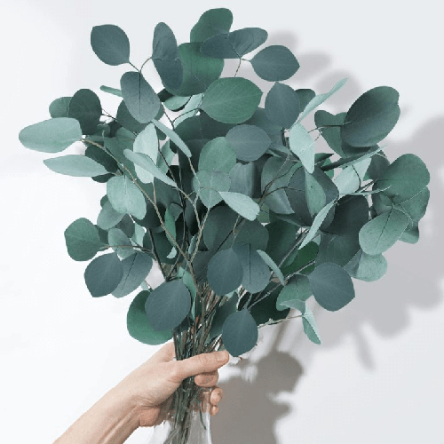 Silver Dollar Eucalyptus1
