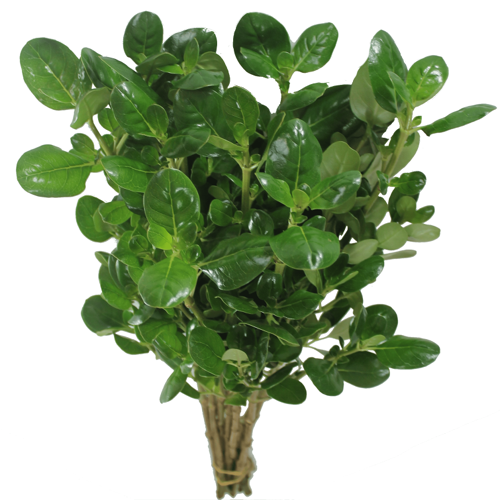 Brillantina Greenery1