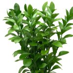 Israeli Ruscus – Only Pickup