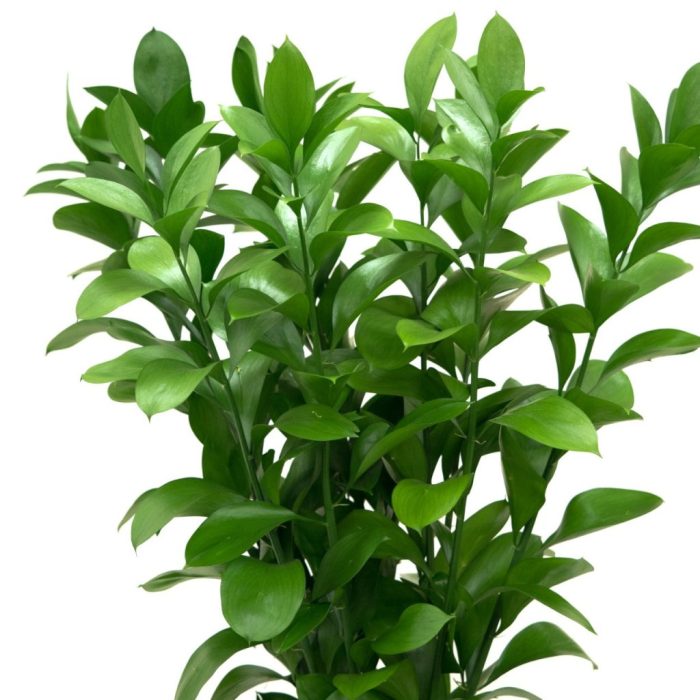 Israeli Ruscus – Only Pickup