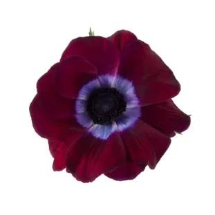 Burgundy Anemones Toronto11