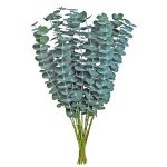 Baby Eucalyptus1