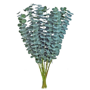 Baby Eucalyptus1