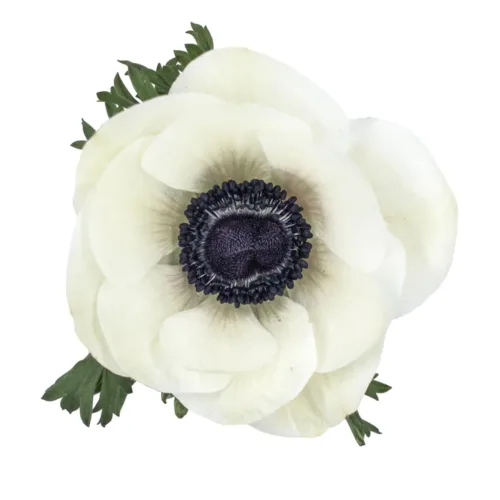 White Anemone11