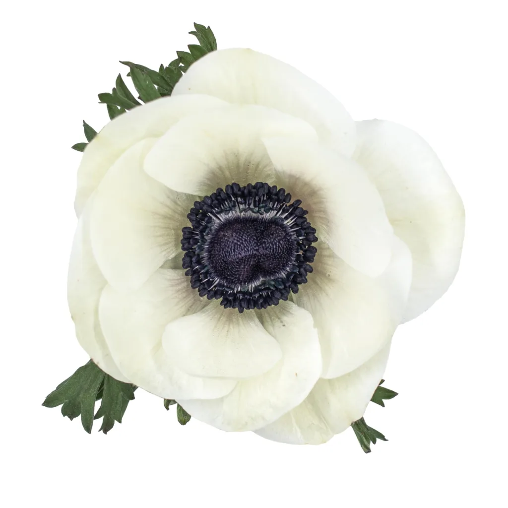 mistral panda White Anemone11