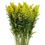 Solidago - Only Pickup