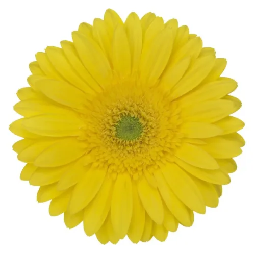 Gerbera - Yellow12