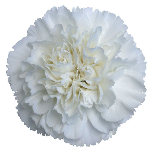 Carnations Only Pickup
