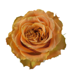 Copper Kiss Rose - Coffee Color1