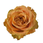 Copper Kiss Rose Coffee Color111