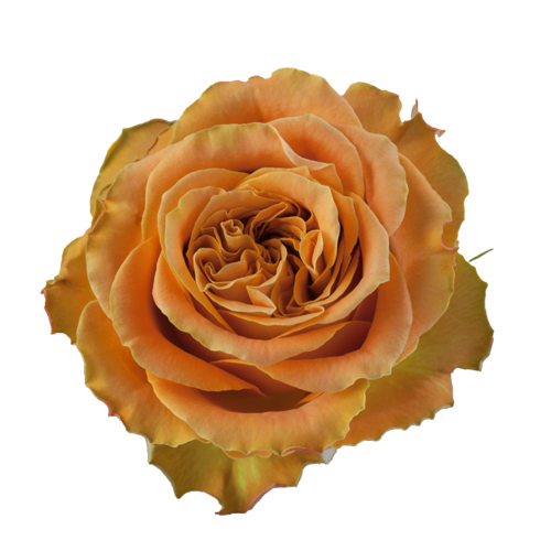 Copper Kiss Rose - Coffee Color1