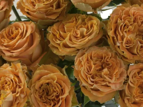 Copper Kiss Rose Coffee11