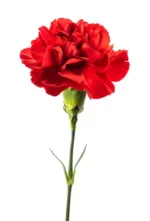 Red Carnations1