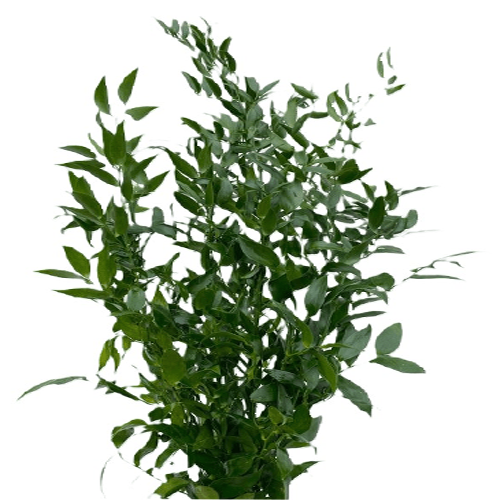 Italian Ruscus – Only Pick up