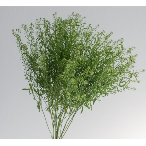 Pennycress - Only Pickup