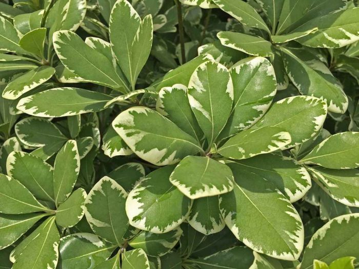 Variegated Pittosporum1