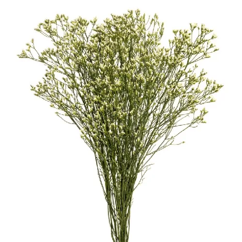 Limonium Flower – White1