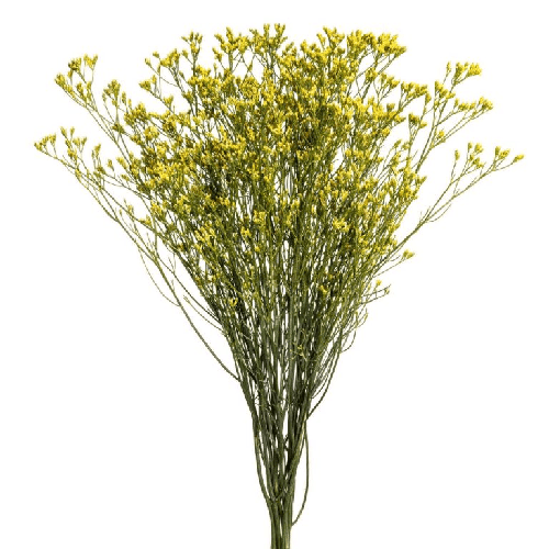 Limonium Flower – Yellow