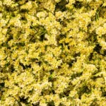 Limonium yellow11