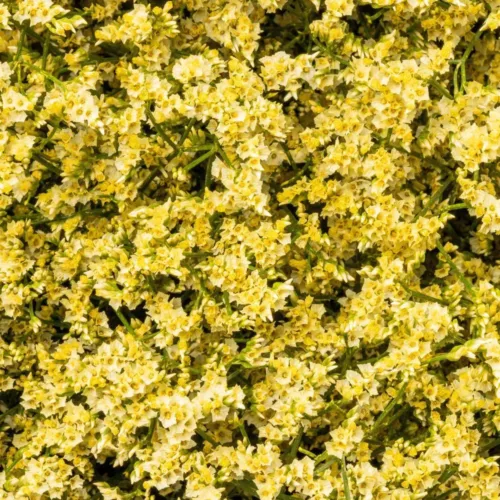 Limonium yellow1
