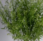 Lepidium1