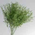 Pennycress11