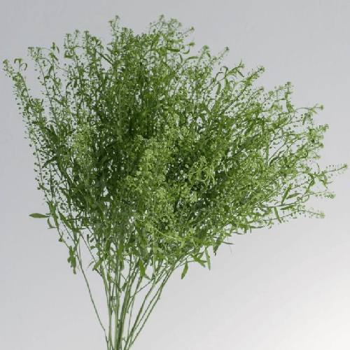 Pennycress1